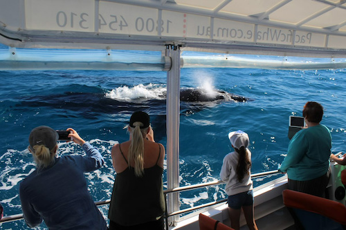 Whalewatching in Hervey Bay with Marine Biologists