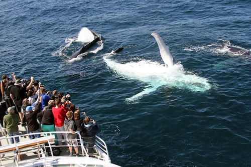 Gold Coast Whale Watching Cruise with a Marine Biologist