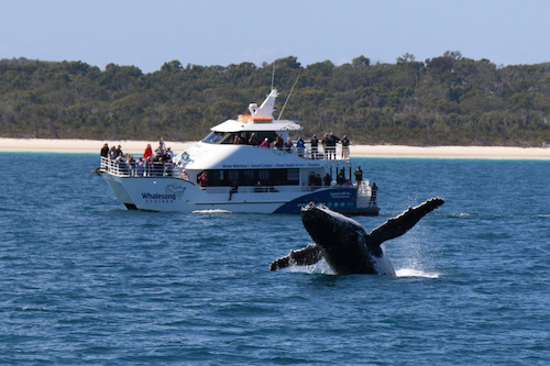 Morning or Afternoon Whale Watch Tour in Hervey Bay