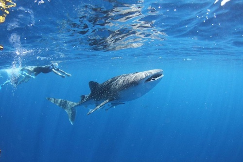 Snorkel with Whale Sharks & Humpback Whales on Ningaloo Reef