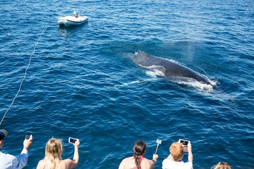 Interact with Humpbacks Whales in Ningaloo Reef