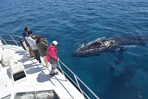 Whale Watching in Dunsborough on a Luxury Vessel