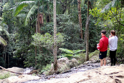 Maiala Rainforest Walking Tour
