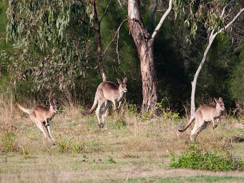 Nature Tour of Kangaroos, Mangroves & the Ocean