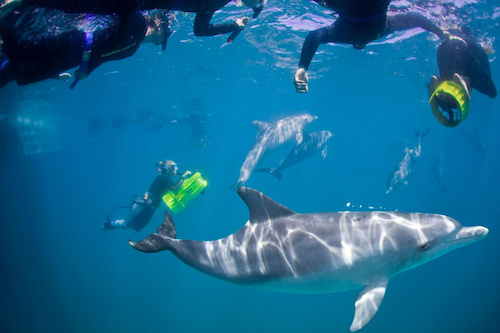 Dolphin Swim & Luxury Cruise from Rockingham