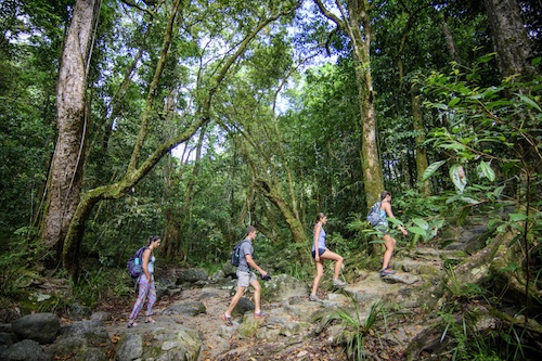 Daintree Rainforest Guided Tour