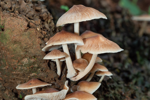 Mushroom Photography Tour in Cairns 