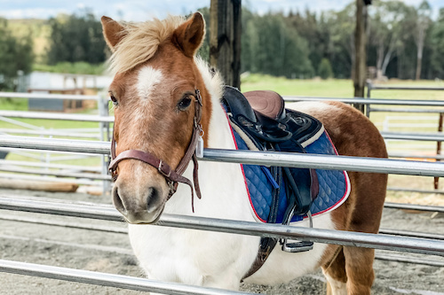 10-Minute Pony Ride for the Little Ones