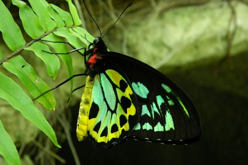 Butterfly Sanctuary Entry with Aviary & Laboratory Access