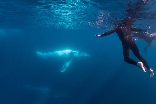 Boutique Swim with Humpback Whales on the  Gold Coast 