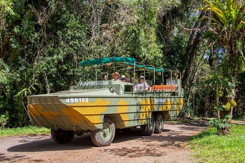Rainforest Tour & Wildlife Encounters in Cairns