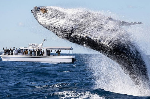 Sydney Ocean Whale Watching Experience
