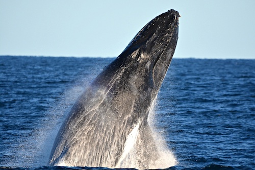 Humpback Whale Watching from Perth Harbour