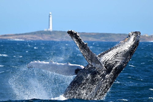 Whale Watch in VIP Captains Lounge - Perth