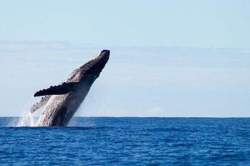 Magnificent Whale Watching Cruise - 2.5 Hours