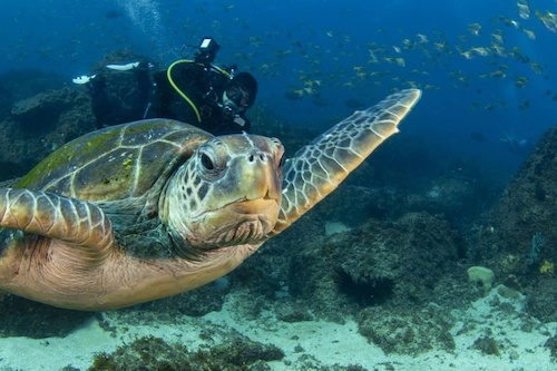 SCUBA dive with the Turtles at Cook Island