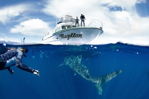 Whale Shark Snorkeling Adventure Tour (April - July)