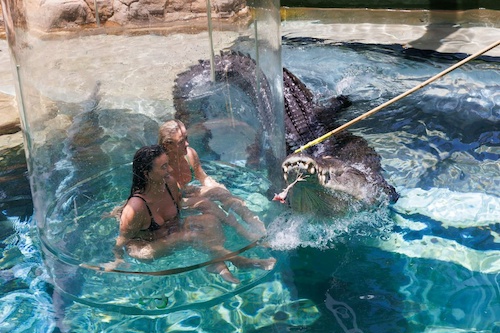 Access the Crocosaurus Cage of Death (for 2 people)