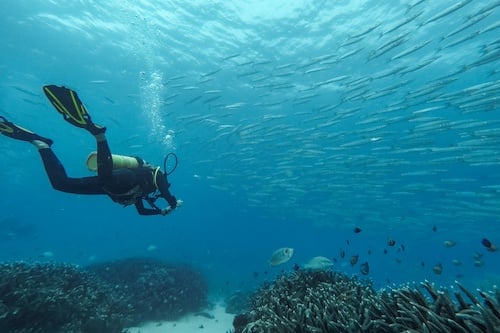 Snorkelling & Diving Trip  at Flinders Reef