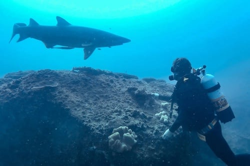 Double Dive with Grey Nurse Sharks for Certified Divers