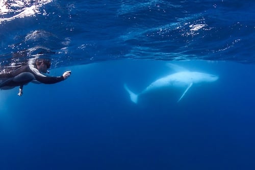 Swim with Humpback Whales in Mooloolaba