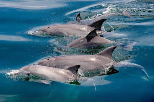 Island Explorer Cruise and Dolphin Swim