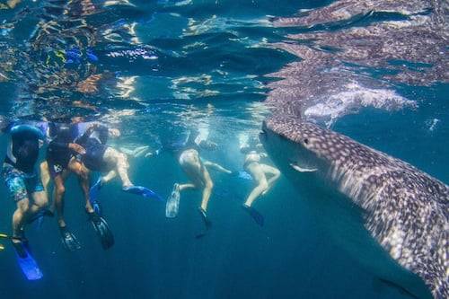 2023 Whale Shark, Humpback and Eco Sea Life Tour 