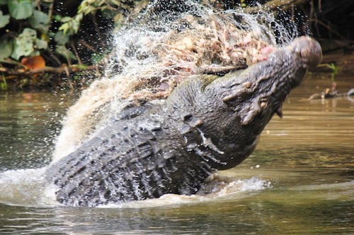 Rainforest, Crocodile & Wildlife Cruise from Daintree Village 