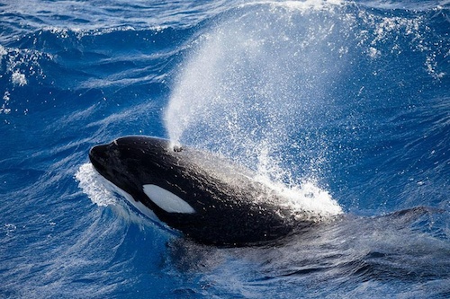 Killer Whale Expedition at Bremer Canyon