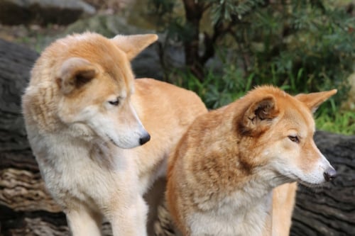 Dingo Close up Encounter in Healesville Sanctuary