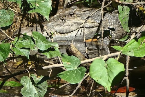 Daintree Crocodile, Rainforest & Wildlife Cruise from Daintree Ferry Gateway