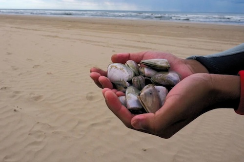 Catch, Cook and Savor Goolwa's Pipis
