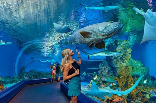 Cairns Aquarium & City Sights Tour