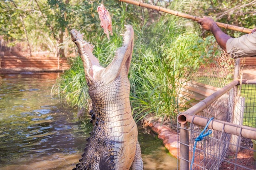 Malcolm Douglas Crocodile Feeding Tour
