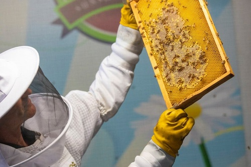 Ginger Factory Tour & Live Bee Show