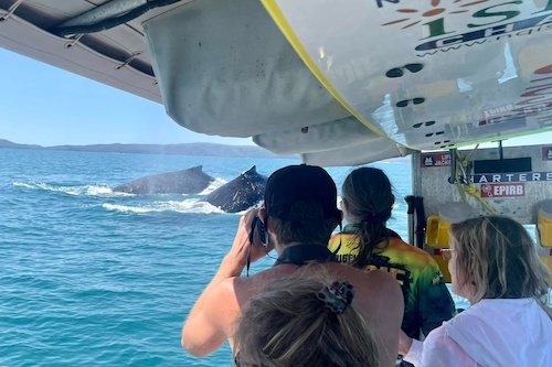 Whale Watching Tour at Orpheus Island- Half Day