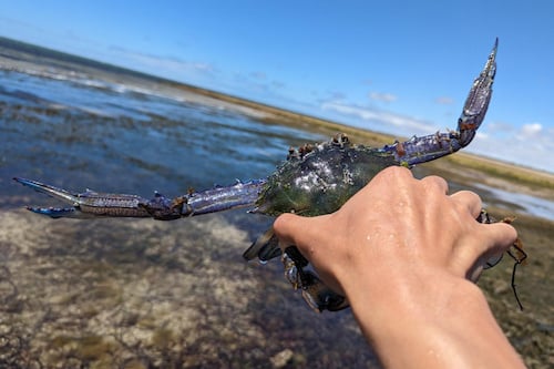 Yorke Peninsula Blue Swimmer Crab Catching Experience