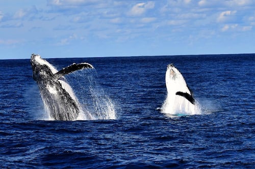 Whale Watching Adventure from Redcliff