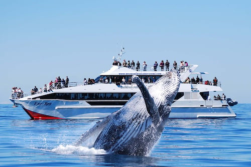 Whale Watching Adventure from Brisbane