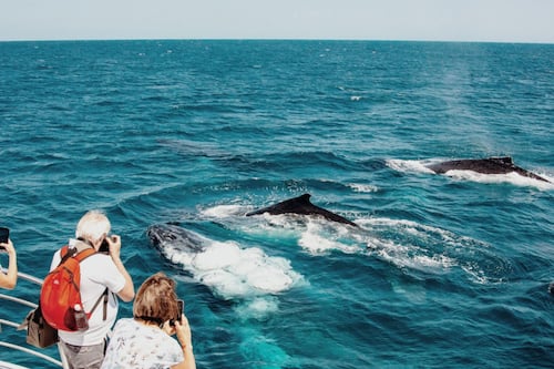 VIP Whale Watching Adventure from Redcliff