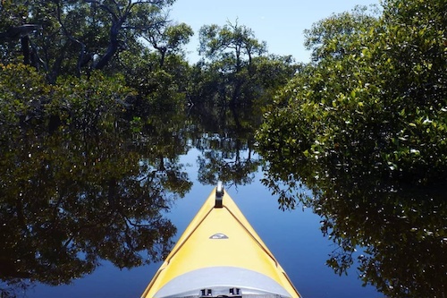 Myall River Discovery Kayak Tour