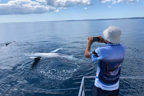 Exclusive Whale Watching Encounter