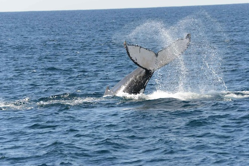 Shell Harbour Whale Watching Cruise