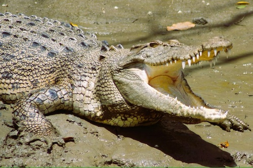 Whitsunday Crocodile Safari from Hamilton Island