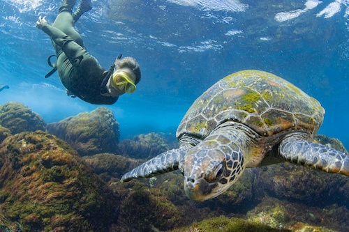 Swim with Turtles at Cook Island Aquatic Reserve
