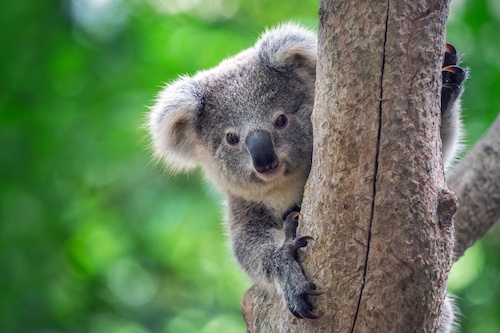 Koala Sanctuary General Admission