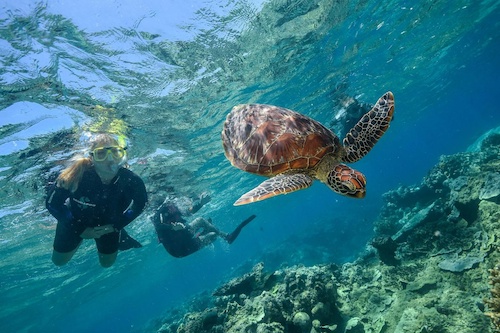 The Ultimate Great Barrier Reef Snorkel Adventure