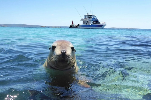 Snorkel with Sea Lions and with Giant Cuttlefish