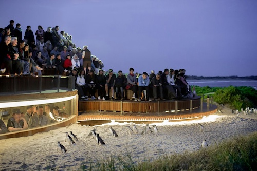 Phillip Island Penguins Express Tour