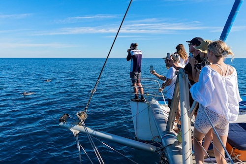 Enchanting Dolphin Expedition with an Immersive Views and Expert Insights
